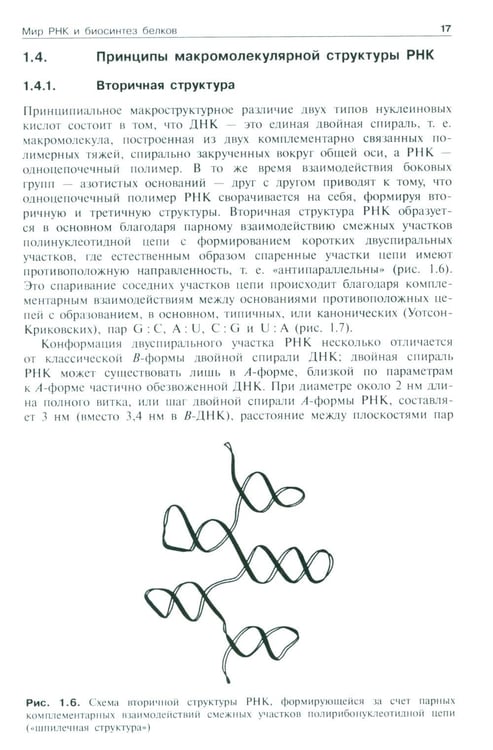 Дополнительное изображение книги «Молекулярная биология. Рибосомы и биосинтез белка: Учебное пособие. 4-е изд»