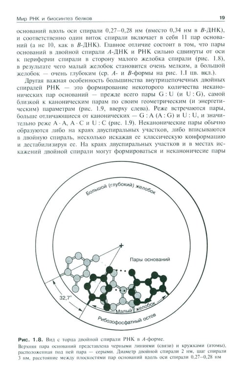 Дополнительное изображение книги «Молекулярная биология. Рибосомы и биосинтез белка: Учебное пособие. 4-е изд»