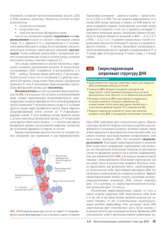 Дополнительное изображение книги «Гены по Льюину. 5-е изд., испр»