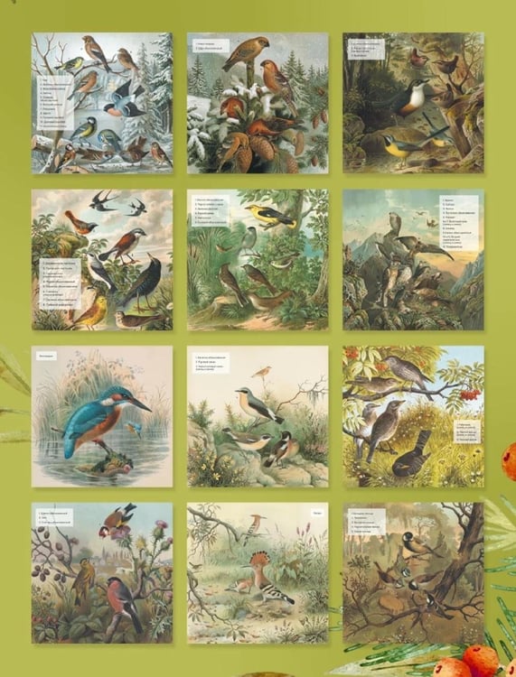 Дополнительное изображение книги «Птицы России: когда ждать, где искать, как отличать. Календарь настенный на 2027 год (300х300 мм)»