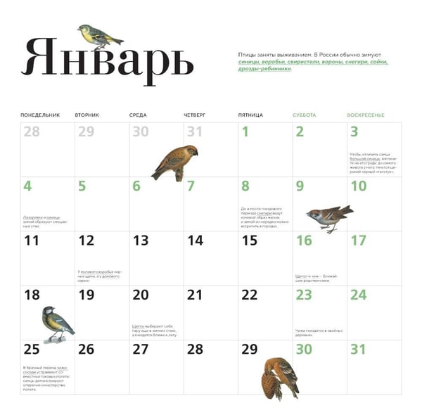 Дополнительное изображение книги «Птицы России: когда ждать, где искать, как отличать. Календарь настенный на 2027 год (300х300 мм)»