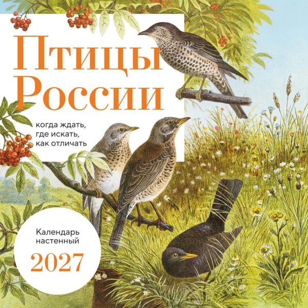 Обложка книги «Птицы России: когда ждать, где искать, как отличать. Календарь настенный на 2027 год (300х300 мм)» — None, ISBN 9785042402272