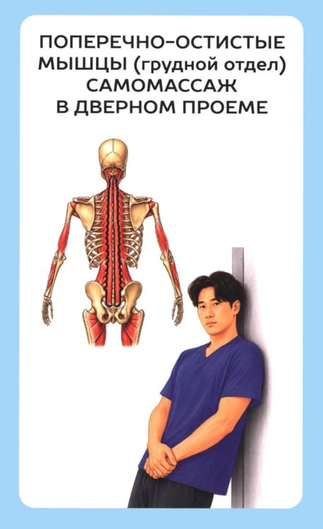 Дополнительное изображение книги «Избавься от триггерных точек. 54 карточки с упражнениями и описанием мышц»