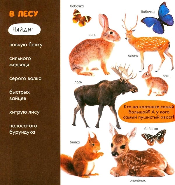 Дополнительное изображение книги «Животные»