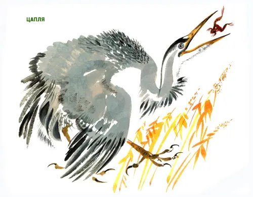Дополнительное изображение книги «Рисуем птиц. Выпуск 2»