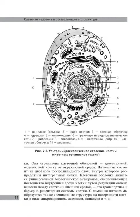 Дополнительное изображение книги «Анатомия и физиология человека: учебное пособие»