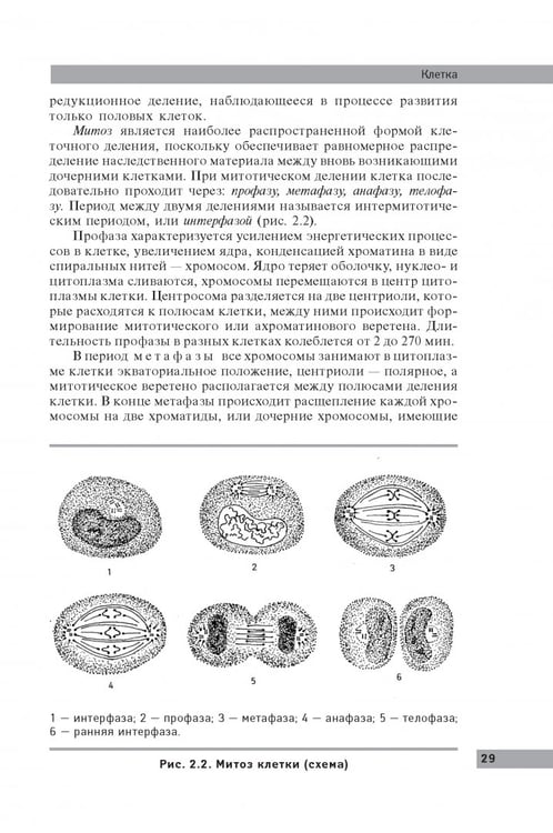 Дополнительное изображение книги «Анатомия и физиология человека: учебное пособие»