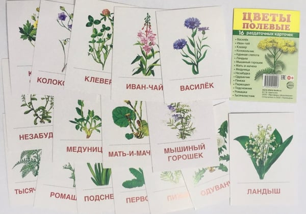 Дополнительное изображение книги «Раздаточные карточки "Цветы полевые" (16 карточек)»