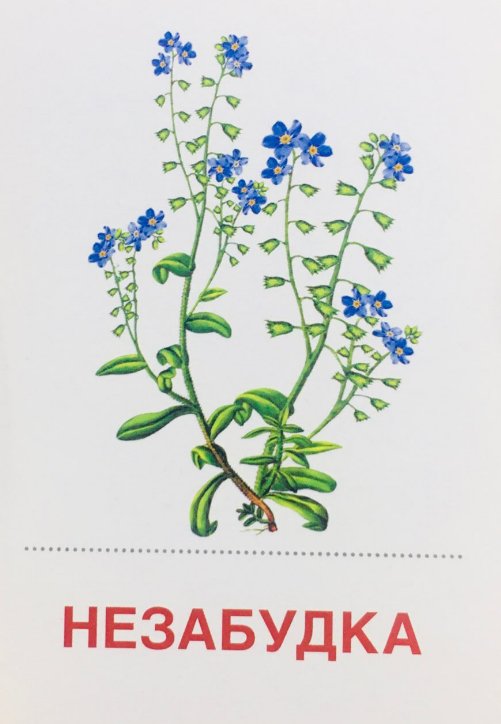 Дополнительное изображение книги «Раздаточные карточки "Цветы полевые" (16 карточек)»
