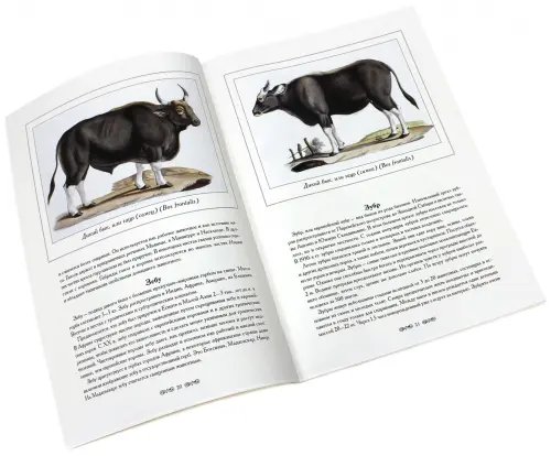 Дополнительное изображение книги «Атлас животных»