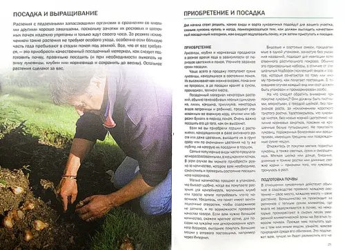 Дополнительное изображение книги «Луковичные растения»
