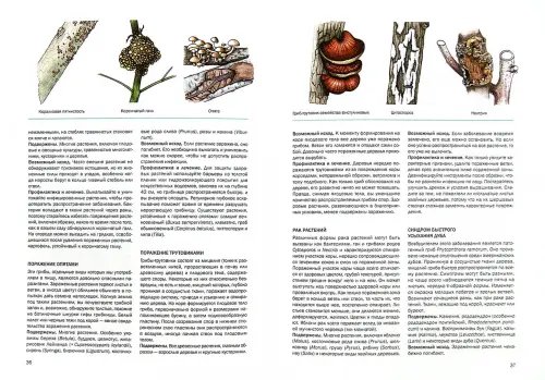 Дополнительное изображение книги «Болезни растений»