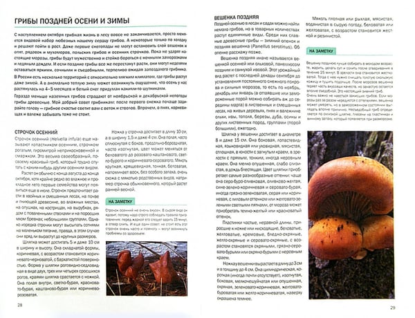 Дополнительное изображение книги «Грибы в вашем саду»