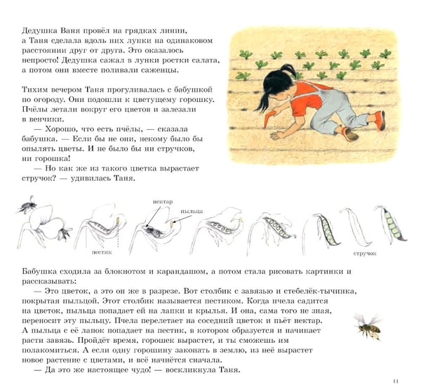 Дополнительное изображение книги «Как растут овощи?»