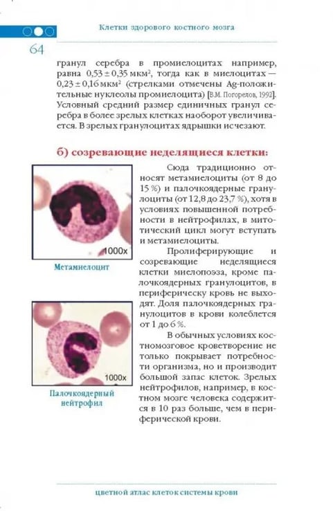 Дополнительное изображение книги «Цветной атлас клеток системы крови (один источник и четыре составные части миелопоэза)»