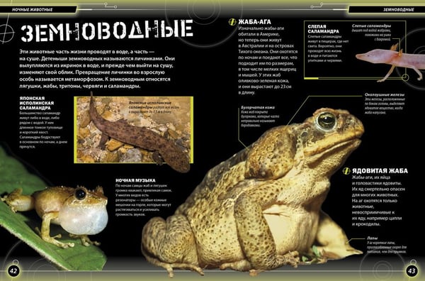Дополнительное изображение книги «Ночные животные»