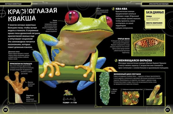 Дополнительное изображение книги «Ночные животные»
