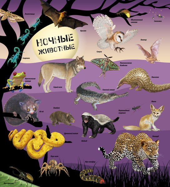 Дополнительное изображение книги «Ночные животные»