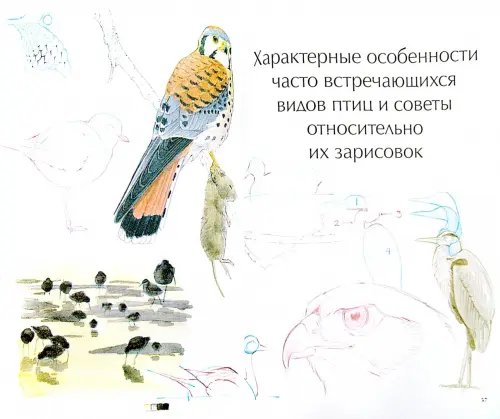 Дополнительное изображение книги «Как рисовать птиц»