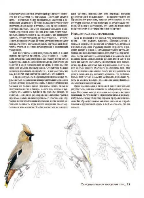 Дополнительное изображение книги «Как рисовать птиц»