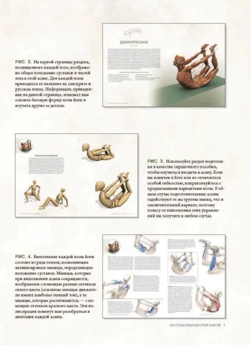 Дополнительное изображение книги «Анатомия прогибаний и скручиваний»