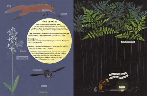 Дополнительное изображение книги «Экспедиция Софи»