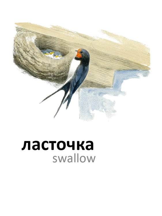 Дополнительное изображение книги «Птицы»