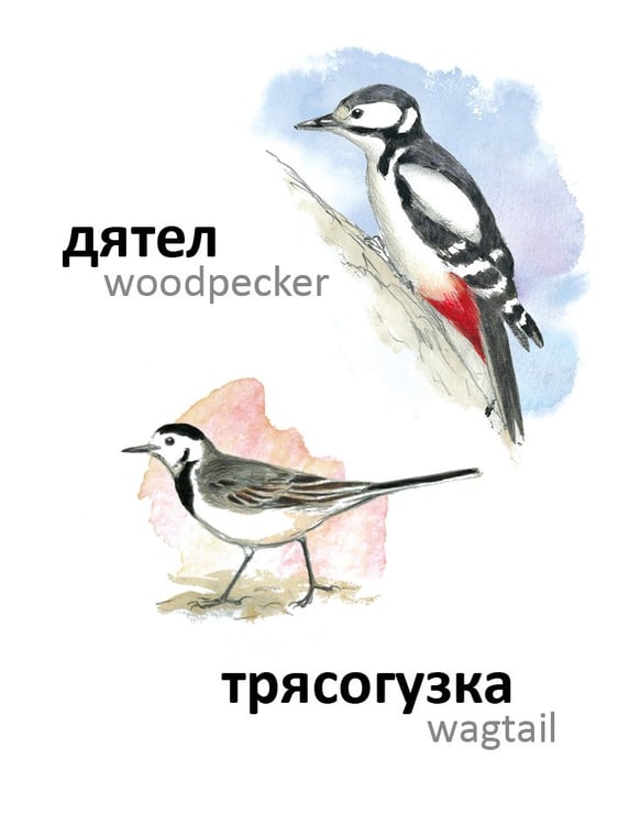 Дополнительное изображение книги «Птицы»