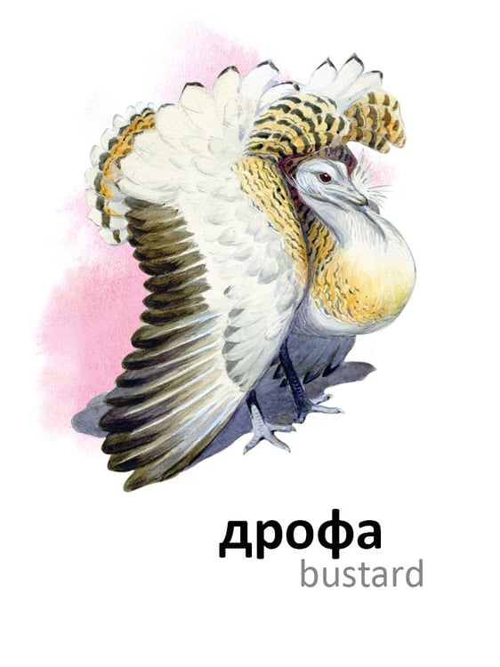 Дополнительное изображение книги «Птицы»