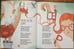 Дополнительное изображение книги «Созвездие Большой Капусты»
