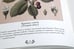Дополнительное изображение книги «Атлас русских лекарственных растений»