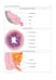 Дополнительное изображение книги «The Course of Faculty (Analitical) Surgery in Pictures, Tables and Schemes»
