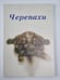 Обложка книги «Черепахи» — Райнера Прашага