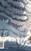 Дополнительное изображение книги «Белый клык. Вечные истории. Young Adult»