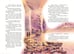 Дополнительное изображение книги «Семь подземных королей (ил. В. Канивца) (#3)»