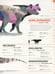 Дополнительное изображение книги «Dictionary of Dinosaurs»