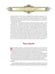 Дополнительное изображение книги «Русская баня. История и традиции»