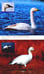 Дополнительное изображение книги «Птицы России. Фотоопределитель»