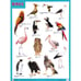 Обложка книги «Плакаты (англ). BIRDS (Птицы)», ISBN 9785431508653