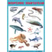 Обложка книги «Развивающие плакаты. Морские обитатели», ISBN 9785431517068