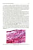 Дополнительное изображение книги «Pathological Anatomy = Патологическая анатомия: textbook. (книга на англ. яз)»